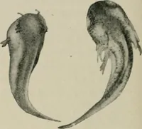 An illustration from Radium, X rays and the living cell (1915)