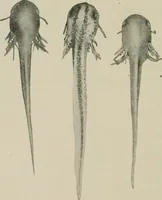 An illustration from Radium, X rays and the living cell (1915)