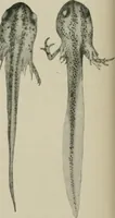 An illustration from Radium, X rays and the living cell (1915)
