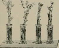 An illustration from Radium, X rays and the living cell (1915)