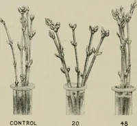 An illustration from Radium, X rays and the living cell (1915)