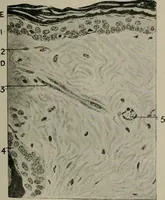 An illustration from Radium, X rays and the living cell (1915)
