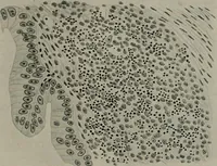 An illustration from Radium, X rays and the living cell (1915)