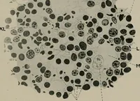 An illustration from Radium, X rays and the living cell (1915)