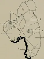 An illustration from Radium, X rays and the living cell (1915)