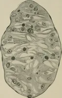 An illustration from Radium, X rays and the living cell (1915)
