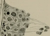 An illustration from Radium, X rays and the living cell (1915)