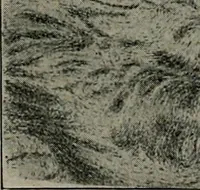 An illustration from Radium, X rays and the living cell (1915)