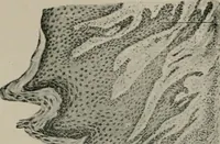 An illustration from Radium, X rays and the living cell (1915)