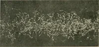 An illustration from Radium, X rays and the living cell (1915)