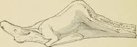 An illustration from Ragnarok: the age of fire and gravel (1883)