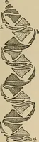 An illustration from Rainy day pastimes for children (1910)