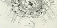 An illustration from Dictionnaire raisonné de l'architecture française du XIe au XVIe siècle (1875)