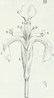 Picture 347 of 397 from Dictionnaire raisonné de l'architecture française du XIe au XVIe siècle (1875), leaf 505
