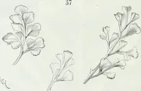 An illustration from Dictionnaire raisonné de l'architecture française du XIe au XVIe siècle (1875)
