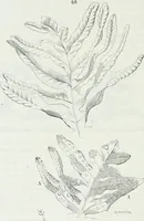 An illustration from Dictionnaire raisonné de l'architecture française du XIe au XVIe siècle (1875)