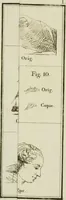 An illustration from Catalogue raisonné de toutes les estampes qui forment l'oeuvre de Rembrandt, et ceux de ses principaux imitateurs (1797)