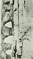 Picture 3 of 87 from Rambles in Cairo (1917), leaf 17