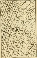 An illustration from Raphia and reed weaving, including also cardboard and paper construction; a practical course for primary and elementary schools (1901)