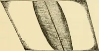 An illustration from Raphia and reed weaving, including also cardboard and paper construction; a practical course for primary and elementary schools (1901)
