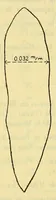 An illustration from Rapport sur une mission au Congo français (1906-1907) (1908)