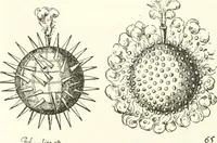 An illustration from Rariora; being notes of some of the printed books, manuscripts, historical documents, medals, engravings, pottery, etc., collected (1858-1900) (1902)