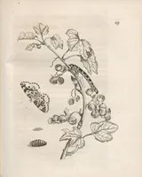 Picture 13 of 41 from Der Raupen wunderbare Verwandelung und sonderbare Blumen-Nahrung : worinnen durch eine gantz-neue Erfindung der Raupen, Würmer, Sommer-vögelein, Motten, Fliegen, und anderer dergleichen Thierlein Ursprung, Speisen und Veränderungen samt ihrer Zeit, Ort und Eigenschaften, den Naturkündigern, Kunstmahlern und Gartenliebhabern zu Dienst, fleissig untersucht, kürtzlich beschrieben, nach dem Leben abgemahlt ins Kupfer gestochen un selbst verlegt (1679), leaf 127
