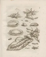 An illustration from Der Raupen wunderbare Verwandelung und sonderbare Blumen-Nahrung : worinnen durch eine gantz-neue Erfindung der Raupen, Würmer, Sommer-vögelein, Motten, Fliegen, und anderer dergleichen Thierlein Ursprung, Speisen und Veränderungen samt ihrer Zeit, Ort und Eigenschaften, den Naturkündigern, Kunstmahlern und Gartenliebhabern zu Dienst, fleissig untersucht, kürtzlich beschrieben, nach dem Leben abgemahlt ins Kupfer gestochen un selbst verlegt (1679)