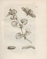 Picture 14 of 41 from Der Raupen wunderbare Verwandelung und sonderbare Blumen-Nahrung : worinnen durch eine gantz-neue Erfindung der Raupen, Würmer, Sommer-vögelein, Motten, Fliegen, und anderer dergleichen Thierlein Ursprung, Speisen und Veränderungen samt ihrer Zeit, Ort und Eigenschaften, den Naturkündigern, Kunstmahlern und Gartenliebhabern zu Dienst, fleissig untersucht, kürtzlich beschrieben, nach dem Leben abgemahlt ins Kupfer gestochen un selbst verlegt (1679), leaf 147