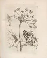 Picture 15 of 41 from Der Raupen wunderbare Verwandelung und sonderbare Blumen-Nahrung : worinnen durch eine gantz-neue Erfindung der Raupen, Würmer, Sommer-vögelein, Motten, Fliegen, und anderer dergleichen Thierlein Ursprung, Speisen und Veränderungen samt ihrer Zeit, Ort und Eigenschaften, den Naturkündigern, Kunstmahlern und Gartenliebhabern zu Dienst, fleissig untersucht, kürtzlich beschrieben, nach dem Leben abgemahlt ins Kupfer gestochen un selbst verlegt (1679), leaf 163