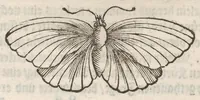 An illustration from Der Raupen wunderbare Verwandelung und sonderbare Blumen-Nahrung : worinnen durch eine gantz-neue Erfindung der Raupen, Würmer, Sommer-vögelein, Motten, Fliegen, und anderer dergleichen Thierlein Ursprung, Speisen und Veränderungen samt ihrer Zeit, Ort und Eigenschaften, den Naturkündigern, Kunstmahlern und Gartenliebhabern zu Dienst, fleissig untersucht, kürtzlich beschrieben, nach dem Leben abgemahlt ins Kupfer gestochen un selbst verlegt (1679)