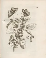 Picture 17 of 41 from Der Raupen wunderbare Verwandelung und sonderbare Blumen-Nahrung : worinnen durch eine gantz-neue Erfindung der Raupen, Würmer, Sommer-vögelein, Motten, Fliegen, und anderer dergleichen Thierlein Ursprung, Speisen und Veränderungen samt ihrer Zeit, Ort und Eigenschaften, den Naturkündigern, Kunstmahlern und Gartenliebhabern zu Dienst, fleissig untersucht, kürtzlich beschrieben, nach dem Leben abgemahlt ins Kupfer gestochen un selbst verlegt (1679), leaf 187