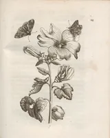 Picture 18 of 41 from Der Raupen wunderbare Verwandelung und sonderbare Blumen-Nahrung : worinnen durch eine gantz-neue Erfindung der Raupen, Würmer, Sommer-vögelein, Motten, Fliegen, und anderer dergleichen Thierlein Ursprung, Speisen und Veränderungen samt ihrer Zeit, Ort und Eigenschaften, den Naturkündigern, Kunstmahlern und Gartenliebhabern zu Dienst, fleissig untersucht, kürtzlich beschrieben, nach dem Leben abgemahlt ins Kupfer gestochen un selbst verlegt (1679), leaf 203