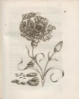 An illustration from Der Raupen wunderbare Verwandelung und sonderbare Blumen-Nahrung : worinnen durch eine gantz-neue Erfindung der Raupen, Würmer, Sommer-vögelein, Motten, Fliegen, und anderer dergleichen Thierlein Ursprung, Speisen und Veränderungen samt ihrer Zeit, Ort und Eigenschaften, den Naturkündigern, Kunstmahlern und Gartenliebhabern zu Dienst, fleissig untersucht, kürtzlich beschrieben, nach dem Leben abgemahlt ins Kupfer gestochen un selbst verlegt (1679)