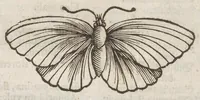 An illustration from Der Raupen wunderbare Verwandelung und sonderbare Blumen-Nahrung : worinnen durch eine gantz-neue Erfindung der Raupen, Würmer, Sommer-vögelein, Motten, Fliegen, und anderer dergleichen Thierlein Ursprung, Speisen und Veränderungen samt ihrer Zeit, Ort und Eigenschaften, den Naturkündigern, Kunstmahlern und Gartenliebhabern zu Dienst, fleissig untersucht, kürtzlich beschrieben, nach dem Leben abgemahlt ins Kupfer gestochen un selbst verlegt (1679)