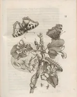 Picture 21 of 41 from Der Raupen wunderbare Verwandelung und sonderbare Blumen-Nahrung : worinnen durch eine gantz-neue Erfindung der Raupen, Würmer, Sommer-vögelein, Motten, Fliegen, und anderer dergleichen Thierlein Ursprung, Speisen und Veränderungen samt ihrer Zeit, Ort und Eigenschaften, den Naturkündigern, Kunstmahlern und Gartenliebhabern zu Dienst, fleissig untersucht, kürtzlich beschrieben, nach dem Leben abgemahlt ins Kupfer gestochen un selbst verlegt (1679), leaf 235
