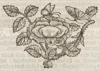 An illustration from Der Raupen wunderbare Verwandelung und sonderbare Blumen-Nahrung : worinnen durch eine gantz-neue Erfindung der Raupen, Würmer, Sommer-vögelein, Motten, Fliegen, und anderer dergleichen Thierlein Ursprung, Speisen und Veränderungen samt ihrer Zeit, Ort und Eigenschaften, den Naturkündigern, Kunstmahlern und Gartenliebhabern zu Dienst, fleissig untersucht, kürtzlich beschrieben, nach dem Leben abgemahlt ins Kupfer gestochen un selbst verlegt (1679)