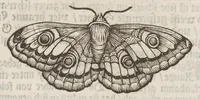 Picture 23 of 41 from Der Raupen wunderbare Verwandelung und sonderbare Blumen-Nahrung : worinnen durch eine gantz-neue Erfindung der Raupen, Würmer, Sommer-vögelein, Motten, Fliegen, und anderer dergleichen Thierlein Ursprung, Speisen und Veränderungen samt ihrer Zeit, Ort und Eigenschaften, den Naturkündigern, Kunstmahlern und Gartenliebhabern zu Dienst, fleissig untersucht, kürtzlich beschrieben, nach dem Leben abgemahlt ins Kupfer gestochen un selbst verlegt (1679), leaf 246