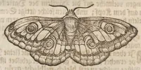 An illustration from Der Raupen wunderbare Verwandelung und sonderbare Blumen-Nahrung : worinnen durch eine gantz-neue Erfindung der Raupen, Würmer, Sommer-vögelein, Motten, Fliegen, und anderer dergleichen Thierlein Ursprung, Speisen und Veränderungen samt ihrer Zeit, Ort und Eigenschaften, den Naturkündigern, Kunstmahlern und Gartenliebhabern zu Dienst, fleissig untersucht, kürtzlich beschrieben, nach dem Leben abgemahlt ins Kupfer gestochen un selbst verlegt (1679)