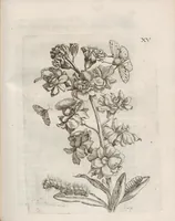 An illustration from Der Raupen wunderbare Verwandelung und sonderbare Blumen-Nahrung : worinnen durch eine gantz-neue Erfindung der Raupen, Würmer, Sommer-vögelein, Motten, Fliegen, und anderer dergleichen Thierlein Ursprung, Speisen und Veränderungen samt ihrer Zeit, Ort und Eigenschaften, den Naturkündigern, Kunstmahlern und Gartenliebhabern zu Dienst, fleissig untersucht, kürtzlich beschrieben, nach dem Leben abgemahlt ins Kupfer gestochen un selbst verlegt (1679)