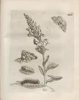 Picture 27 of 41 from Der Raupen wunderbare Verwandelung und sonderbare Blumen-Nahrung : worinnen durch eine gantz-neue Erfindung der Raupen, Würmer, Sommer-vögelein, Motten, Fliegen, und anderer dergleichen Thierlein Ursprung, Speisen und Veränderungen samt ihrer Zeit, Ort und Eigenschaften, den Naturkündigern, Kunstmahlern und Gartenliebhabern zu Dienst, fleissig untersucht, kürtzlich beschrieben, nach dem Leben abgemahlt ins Kupfer gestochen un selbst verlegt (1679), leaf 303