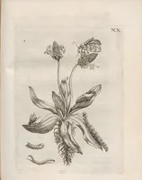 An illustration from Der Raupen wunderbare Verwandelung und sonderbare Blumen-Nahrung : worinnen durch eine gantz-neue Erfindung der Raupen, Würmer, Sommer-vögelein, Motten, Fliegen, und anderer dergleichen Thierlein Ursprung, Speisen und Veränderungen samt ihrer Zeit, Ort und Eigenschaften, den Naturkündigern, Kunstmahlern und Gartenliebhabern zu Dienst, fleissig untersucht, kürtzlich beschrieben, nach dem Leben abgemahlt ins Kupfer gestochen un selbst verlegt (1679)