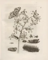 Picture 3 of 41 from Der Raupen wunderbare Verwandelung und sonderbare Blumen-Nahrung : worinnen durch eine gantz-neue Erfindung der Raupen, Würmer, Sommer-vögelein, Motten, Fliegen, und anderer dergleichen Thierlein Ursprung, Speisen und Veränderungen samt ihrer Zeit, Ort und Eigenschaften, den Naturkündigern, Kunstmahlern und Gartenliebhabern zu Dienst, fleissig untersucht, kürtzlich beschrieben, nach dem Leben abgemahlt ins Kupfer gestochen un selbst verlegt (1679), leaf 31