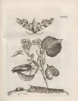 An illustration from Der Raupen wunderbare Verwandelung und sonderbare Blumen-Nahrung : worinnen durch eine gantz-neue Erfindung der Raupen, Würmer, Sommer-vögelein, Motten, Fliegen, und anderer dergleichen Thierlein Ursprung, Speisen und Veränderungen samt ihrer Zeit, Ort und Eigenschaften, den Naturkündigern, Kunstmahlern und Gartenliebhabern zu Dienst, fleissig untersucht, kürtzlich beschrieben, nach dem Leben abgemahlt ins Kupfer gestochen un selbst verlegt (1679)