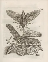 An illustration from Der Raupen wunderbare Verwandelung und sonderbare Blumen-Nahrung : worinnen durch eine gantz-neue Erfindung der Raupen, Würmer, Sommer-vögelein, Motten, Fliegen, und anderer dergleichen Thierlein Ursprung, Speisen und Veränderungen samt ihrer Zeit, Ort und Eigenschaften, den Naturkündigern, Kunstmahlern und Gartenliebhabern zu Dienst, fleissig untersucht, kürtzlich beschrieben, nach dem Leben abgemahlt ins Kupfer gestochen un selbst verlegt (1679)