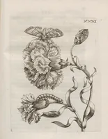 Picture 31 of 41 from Der Raupen wunderbare Verwandelung und sonderbare Blumen-Nahrung : worinnen durch eine gantz-neue Erfindung der Raupen, Würmer, Sommer-vögelein, Motten, Fliegen, und anderer dergleichen Thierlein Ursprung, Speisen und Veränderungen samt ihrer Zeit, Ort und Eigenschaften, den Naturkündigern, Kunstmahlern und Gartenliebhabern zu Dienst, fleissig untersucht, kürtzlich beschrieben, nach dem Leben abgemahlt ins Kupfer gestochen un selbst verlegt (1679), leaf 351
