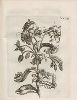 Picture 32 of 41 from Der Raupen wunderbare Verwandelung und sonderbare Blumen-Nahrung : worinnen durch eine gantz-neue Erfindung der Raupen, Würmer, Sommer-vögelein, Motten, Fliegen, und anderer dergleichen Thierlein Ursprung, Speisen und Veränderungen samt ihrer Zeit, Ort und Eigenschaften, den Naturkündigern, Kunstmahlern und Gartenliebhabern zu Dienst, fleissig untersucht, kürtzlich beschrieben, nach dem Leben abgemahlt ins Kupfer gestochen un selbst verlegt (1679), leaf 355