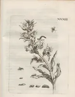 An illustration from Der Raupen wunderbare Verwandelung und sonderbare Blumen-Nahrung : worinnen durch eine gantz-neue Erfindung der Raupen, Würmer, Sommer-vögelein, Motten, Fliegen, und anderer dergleichen Thierlein Ursprung, Speisen und Veränderungen samt ihrer Zeit, Ort und Eigenschaften, den Naturkündigern, Kunstmahlern und Gartenliebhabern zu Dienst, fleissig untersucht, kürtzlich beschrieben, nach dem Leben abgemahlt ins Kupfer gestochen un selbst verlegt (1679)