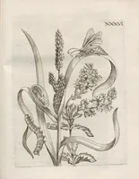 An illustration from Der Raupen wunderbare Verwandelung und sonderbare Blumen-Nahrung : worinnen durch eine gantz-neue Erfindung der Raupen, Würmer, Sommer-vögelein, Motten, Fliegen, und anderer dergleichen Thierlein Ursprung, Speisen und Veränderungen samt ihrer Zeit, Ort und Eigenschaften, den Naturkündigern, Kunstmahlern und Gartenliebhabern zu Dienst, fleissig untersucht, kürtzlich beschrieben, nach dem Leben abgemahlt ins Kupfer gestochen un selbst verlegt (1679)