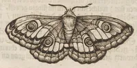Picture 35 of 41 from Der Raupen wunderbare Verwandelung und sonderbare Blumen-Nahrung : worinnen durch eine gantz-neue Erfindung der Raupen, Würmer, Sommer-vögelein, Motten, Fliegen, und anderer dergleichen Thierlein Ursprung, Speisen und Veränderungen samt ihrer Zeit, Ort und Eigenschaften, den Naturkündigern, Kunstmahlern und Gartenliebhabern zu Dienst, fleissig untersucht, kürtzlich beschrieben, nach dem Leben abgemahlt ins Kupfer gestochen un selbst verlegt (1679), leaf 382